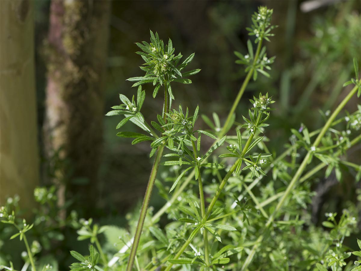 Galium aparine